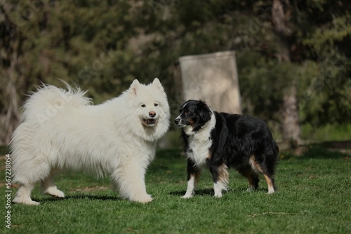 Samoyed and Australian Shepard dog