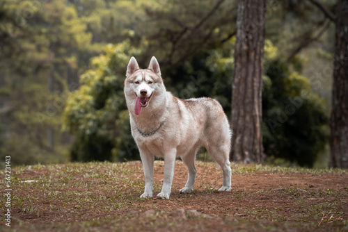 Siberian Husky