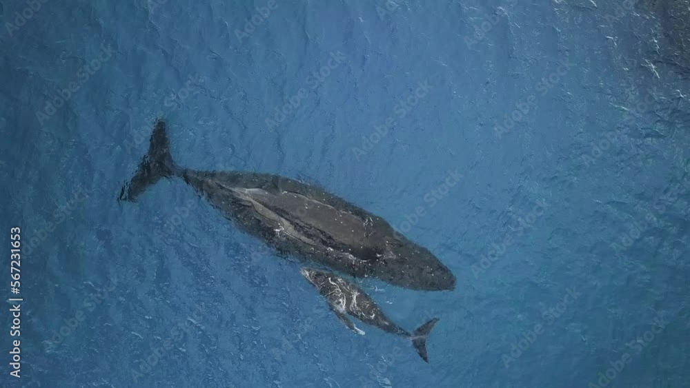 Whale mother and cub top view. North Atlantic smooth whale (Eubalaena ...
