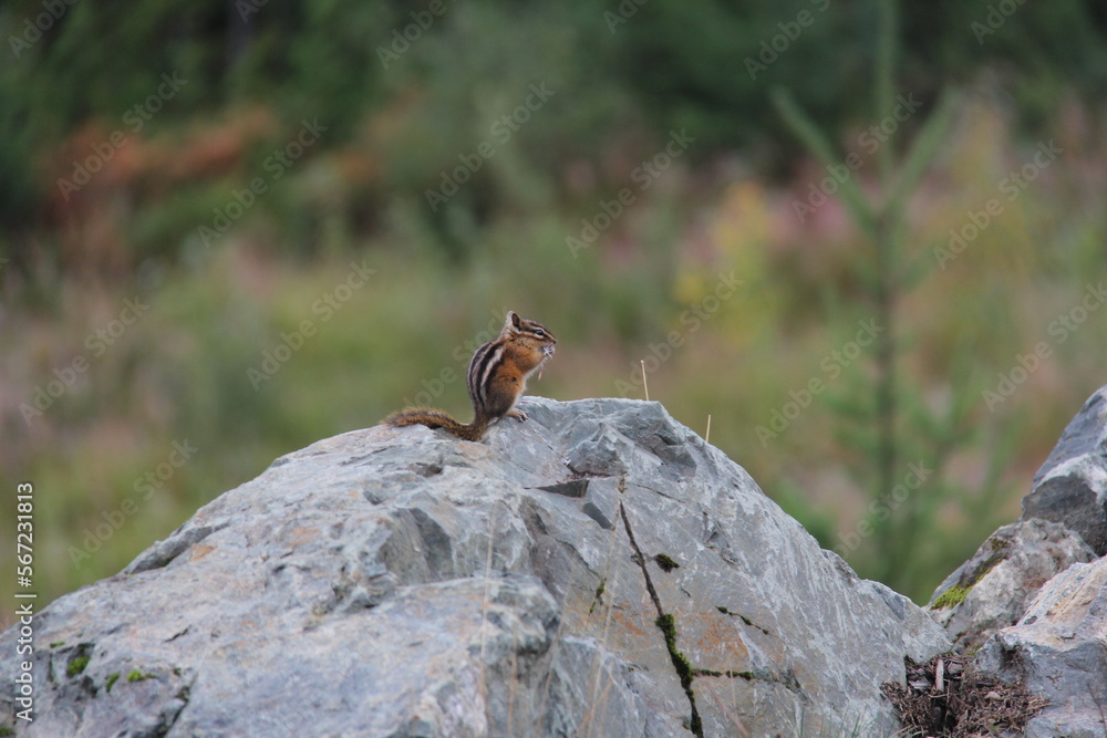 chipmunk,Tamias Squirrel on a rock
chipmunk,Tamias Squirrel on a rock