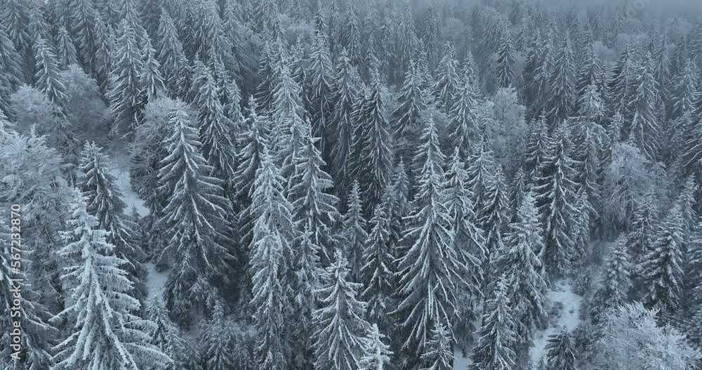 Aerial top view drone shot of the pine and spruce trees forest covered with snow in the Tatra Mountains in Slovakia. Beauty in nature and ecology concept image. Aerial top view drone shot of the pine and spruce trees forest covered with snow in the Tatra Mountains in Slovakia. Beauty in nature and ecology concept image.
