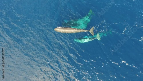 Wallpaper Mural Sperm whales near surface of water in ocean. Top view. Watch an exclusive unique collection of video footage about sperm whales. Torontodigital.ca