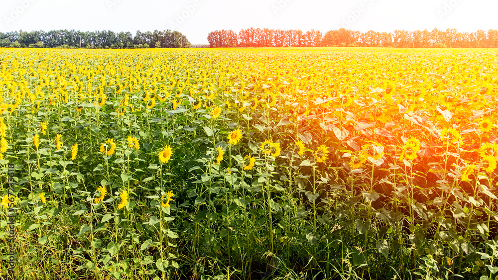 Obraz premium field road view from the top, sunflower field on a bright day