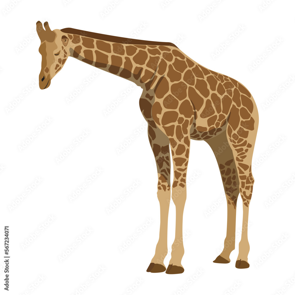 Fototapeta premium Cartoon African giraffe pose isolated on white background. Giraffe wild animal mammal in flat style, vector illustration 