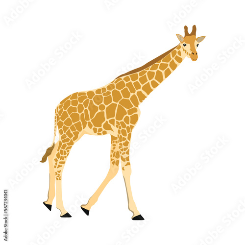 Cartoon African giraffe pose isolated on white background. Giraffe wild animal mammal in flat style, vector illustration 