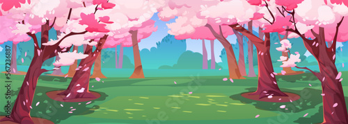 Japanese cherry garden with sakura blossom. Spring landscape of park with green grass glade and chinese cherry trees with falling pink flower petals, vector cartoon illustration