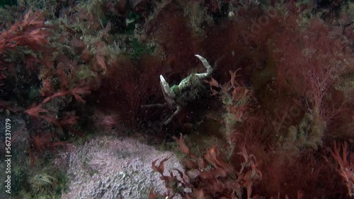 Crab in algae underwater world of Kara Sea. Amazing wildlife of underwater marine animals and inhabitants of water space. photo