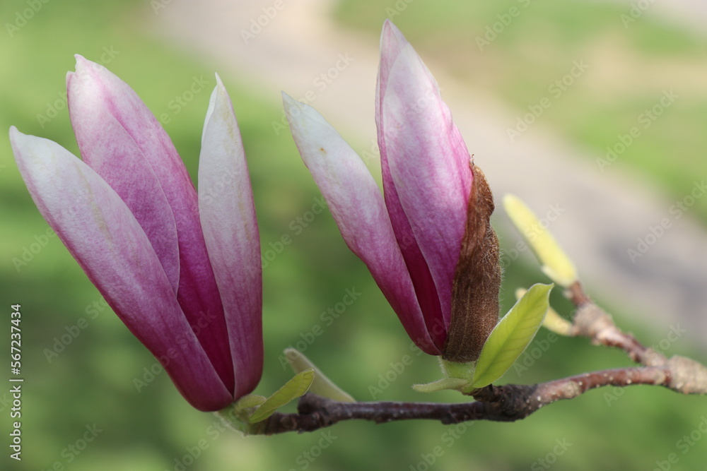 Fototapeta premium flower touch