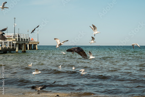 The Sopot molo pier longest in Europe. Baltic Sea and the sun. Seagulls flying on the beach of Baltic Sea waves searching food. Holiday vacation