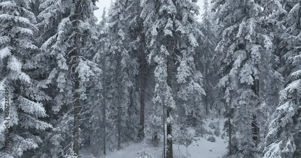 Aerial top view drone shot of the pine and spruce trees forest covered with snow in the Tatra Mountains in Slovakia. Beauty in nature and ecology concept image. Aerial top view drone shot of the pine and spruce trees forest covered with snow in the Tatra Mountains in Slovakia. Beauty in nature and ecology concept image.