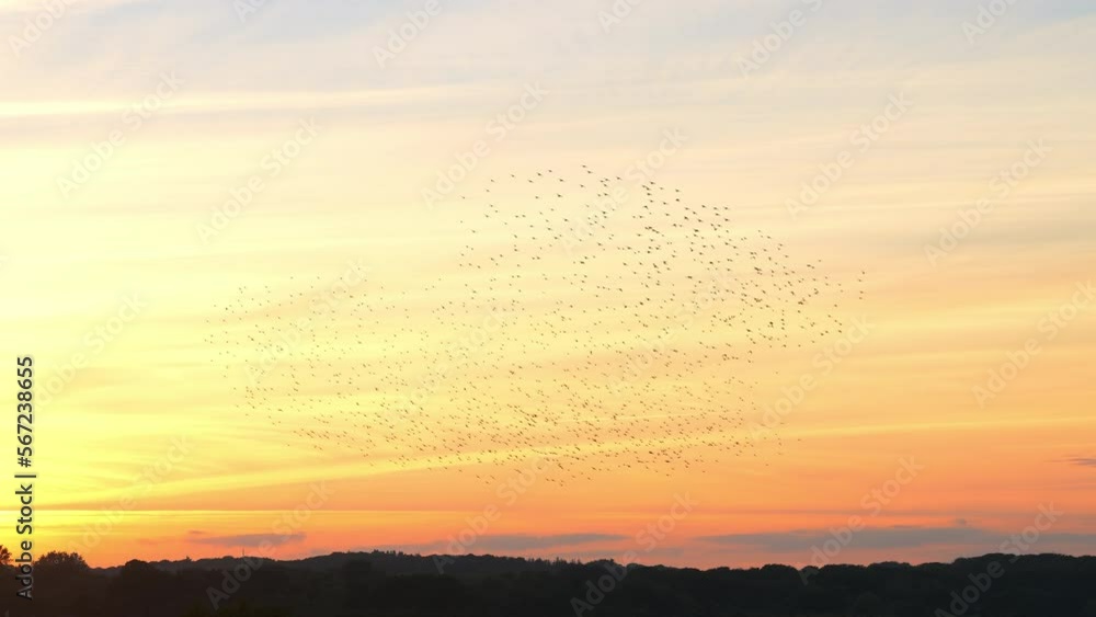 Murmurations Of Starlings Across A Sunset Sky Murmurations Of Starlings Across A Sunset Sky