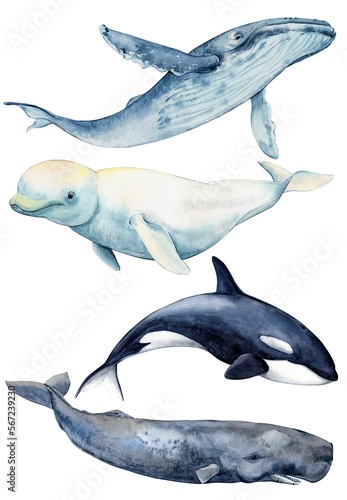 Stampa su tela Large mammals, inhabitants of the seas and oceans
