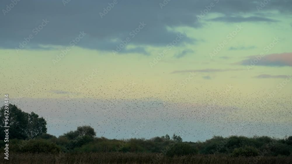 Hundreds Of Starlings Flock Together In The Sky Hundreds Of Starlings Flock Together In The Sky