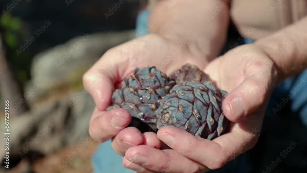 harvest of cedar cones of Siberian cedar. a man holds cedar cones in the forest. farmer's hands close up. the concept of harvesting a rich harvest of wild plants. selective focus. harvest of cedar cones of Siberian cedar. a man holds cedar cones in the forest. farmer's hands close up. the concept of harvesting a rich harvest of wild plants. selective focus.