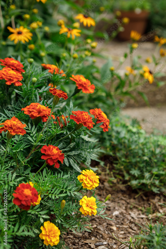 Orange and yellow French marigolds in bloom on concrete steps in a home garden during the summer