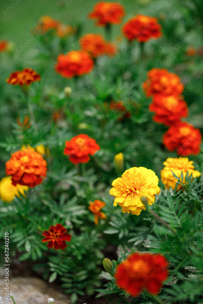Orange and yellow French marigolds in bloom in a home garden during the summer