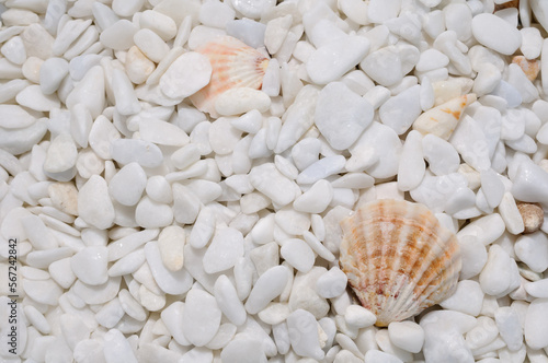 Background of well polished little mainly white stones with few seashells close up view