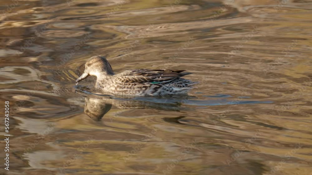 Female Eurasian Teal Drinking While Swimming In The Stream. Anas Crecca. closeup Female Eurasian Teal Drinking While Swimming In The Stream. Anas Crecca. closeup