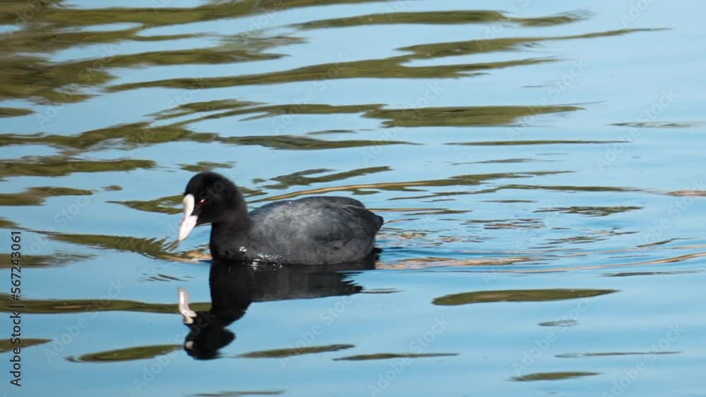 Eurasian Coot Swimming And Drinking Water In Yangjae Stream. Fulica Atra. closeup Eurasian Coot Swimming And Drinking Water In Yangjae Stream. Fulica Atra. closeup