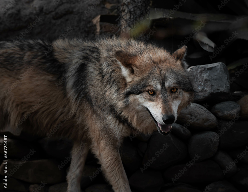 Obraz premium retrato de lobo en cautiverio, lobo mexicano en cautiverio