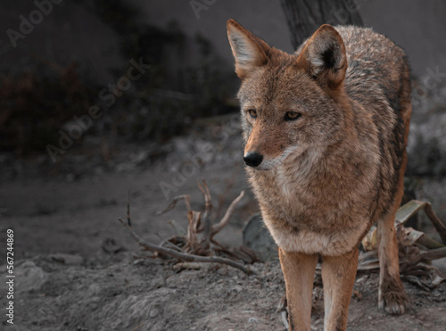 Leinwand Poster coyote en cautiverio, retrato de coyote