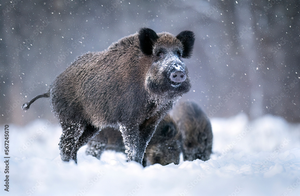 Wild boar in winter scenery ( Sus scrofa ) Wild boar in winter scenery ( Sus scrofa )