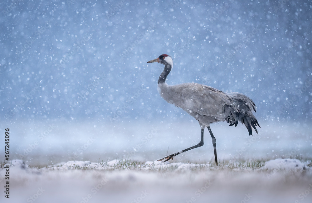 Fototapeta premium Crane bird in winter scenery ( Grus grus )