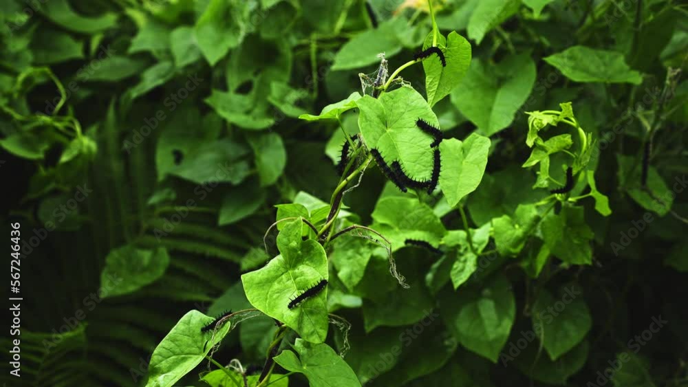 Black Caterpillars Crawling Over Green Plant Black Caterpillars Crawling Over Green Plant