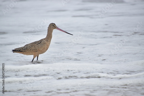 Godwit in the Surf © Angelica Glass