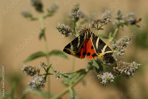 Russischer Bär (Euplagia quadripunctaria) photo