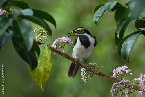 Australian Immature Blue-faced Honeyeater perched calling out looking to camera lush green blurry bokeh background  photo