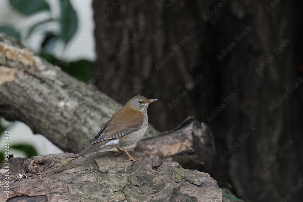 pale thrush in a forest pale thrush in a forest