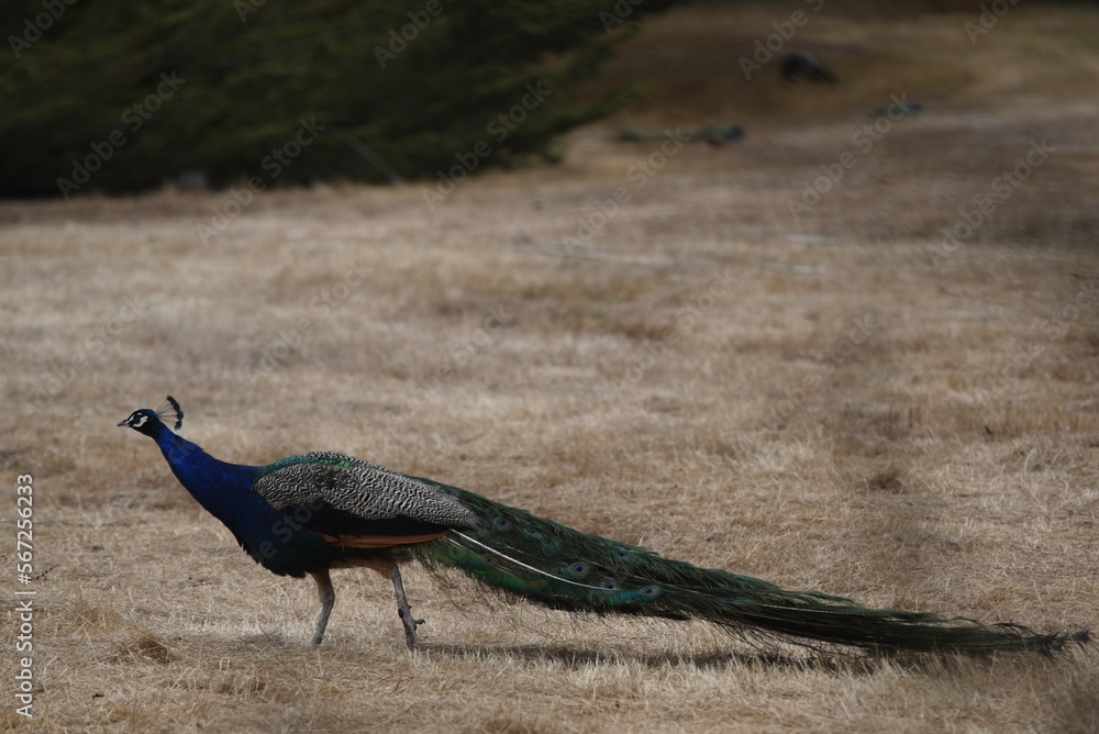 Fototapeta premium Peacock