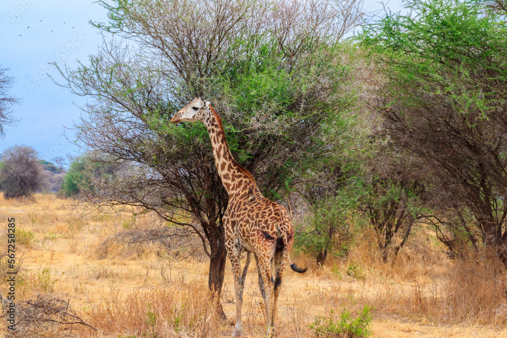Fototapeta premium Giraffe in savanna in Tarangire national park in Tanzania. Wild nature of Tanzania, East Africa