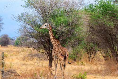 Giraffe in savanna in Tarangire national park in Tanzania. Wild nature of Tanzania  East Africa