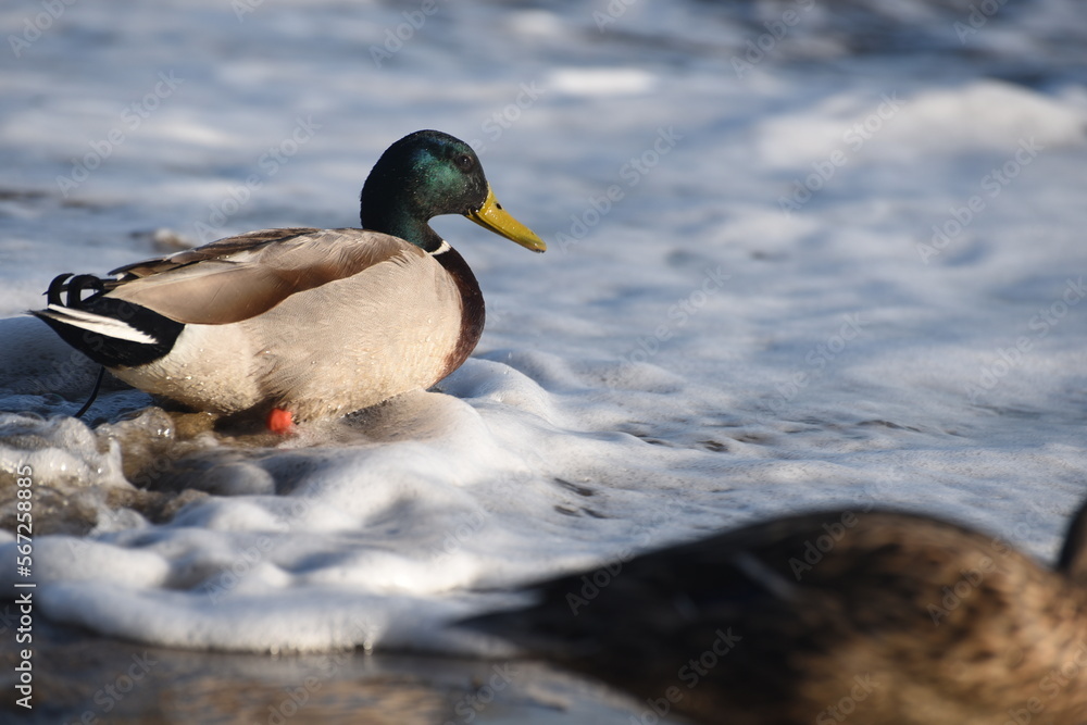 Mallard