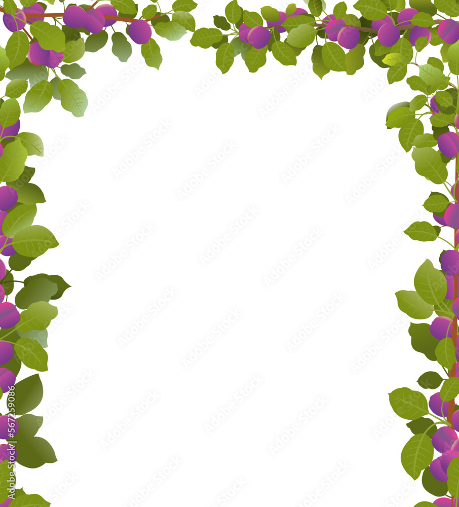 Naklejka premium Tree plum with ripe fruits. Branches in form of frame. Garden plant with edible harvest. Branch with foliage and leaves. Isolated on white background. Vector