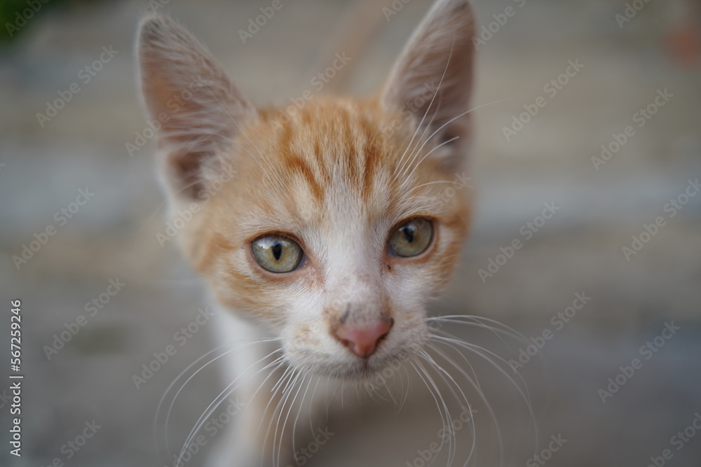 Red cat with big eyes looking up isolated. Selective focus Red cat with big eyes looking up isolated. Selective focus