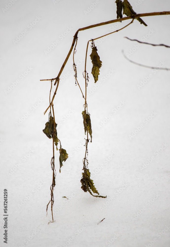 dried plants in winter are visible from under the snow dried plants in winter are visible from under the snow