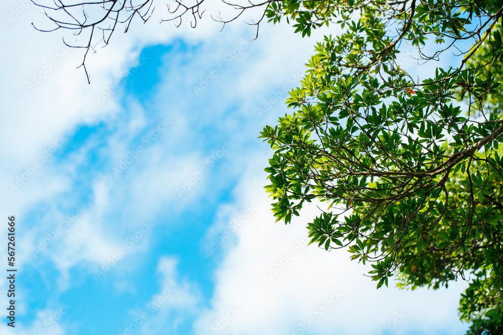 Fototapeta premium 緑と青い空