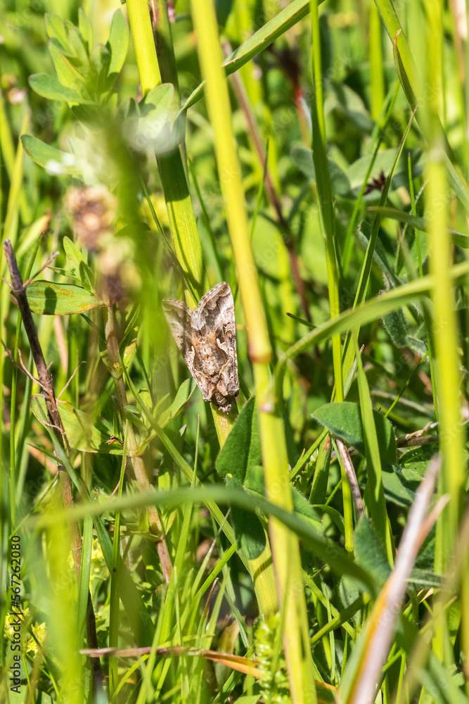 Butterfly on a blade of grass Butterfly on a blade of grass