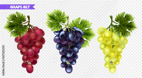 Realistic Grape Transparent Set