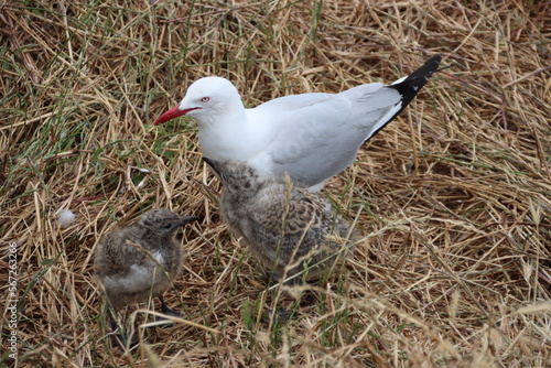 Silver Gull (Chroicocephalus novaehollandiae) and chicks, Phillip Island, Victoria, Australia. photo