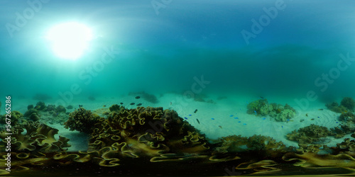 Beautiful underwater landscape with tropical fish and corals. Philippines. 360 panorama VR