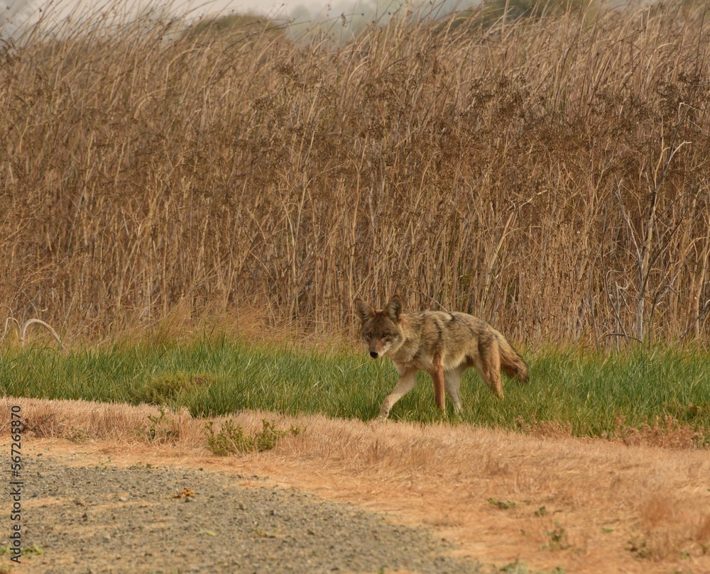 Naklejka premium Coyote Prowling
