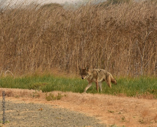 Coyote Prowling © Angelica Glass
