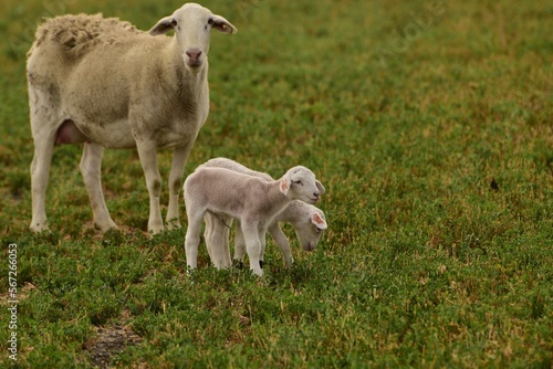 Fototapeta Naklejka Na Ścianę i Meble -  Mama Sheep and Twin Lambs