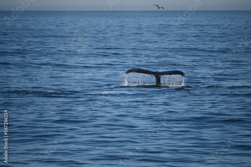 Whale Fluke © Angelica Glass
