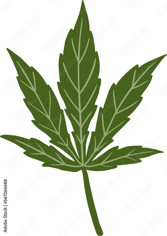 Fototapeta premium simplicity cannabis leaf freehand drawing.