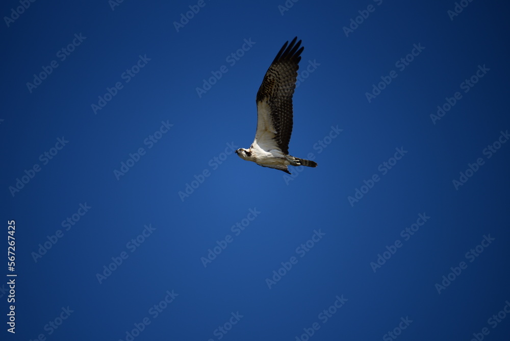 Obraz premium Osprey and Blue Sky